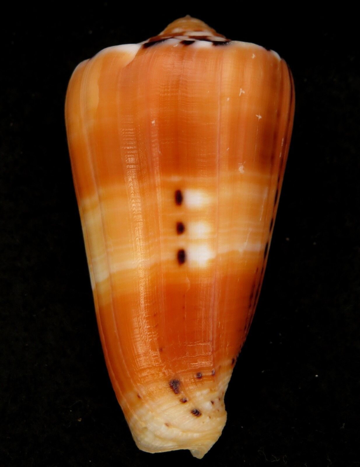 FS Conus (Pionoconus) barthelemyi 63.5mm Lovely Pattern
