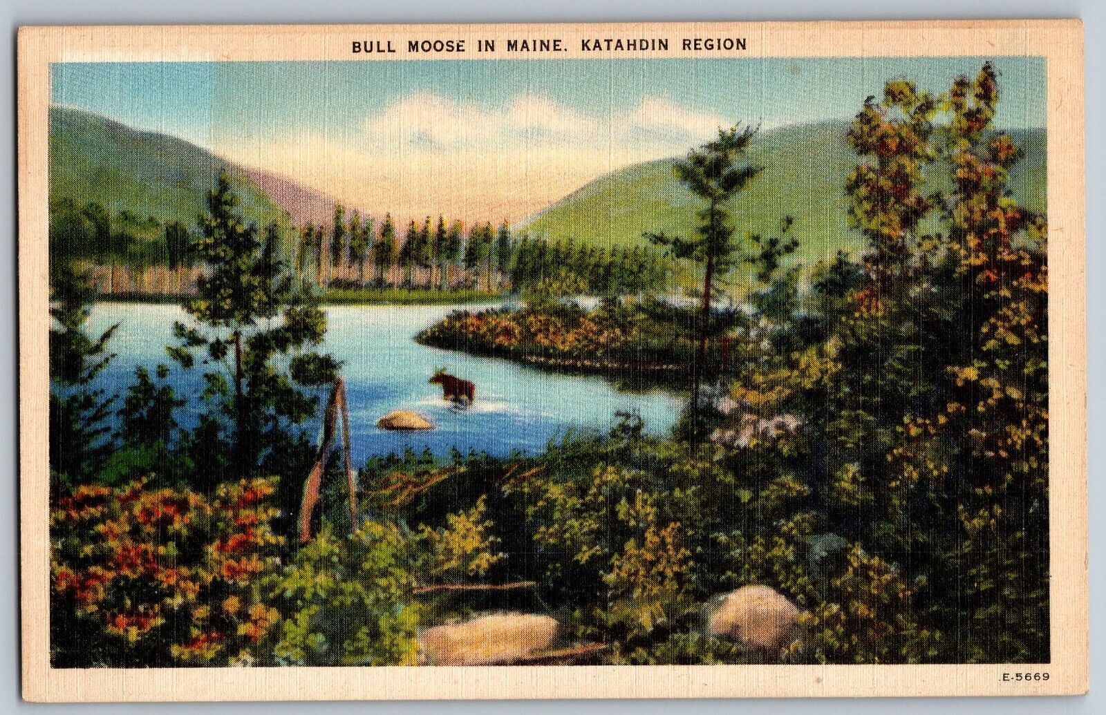 Katahdin Region, Maine ME - Bull Moose in Maine - Vintage Postcard - Unposted