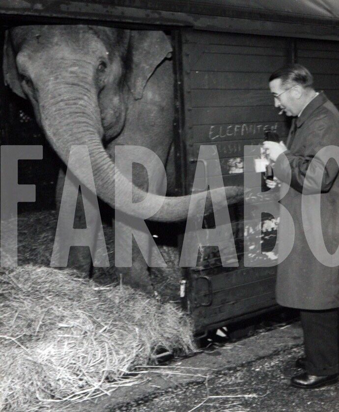 Vintage Press Photo France, Elephant Of Circus Barnum, 1963, print