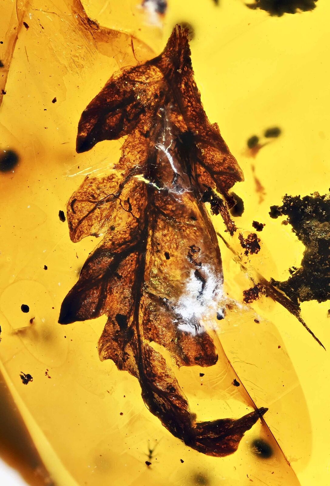 Nice complete Botanical leaf, Fossil inclusion in Burmese Amber