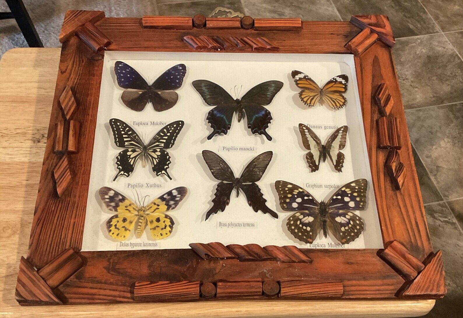 8 Count Butterfly Moth Mounted Taxidermy Display Handmade Wood Frame 15x13”