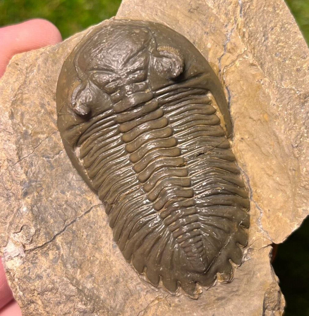 Trilobite Fossil Hollardops - Issoumour, Alnif - Morocco