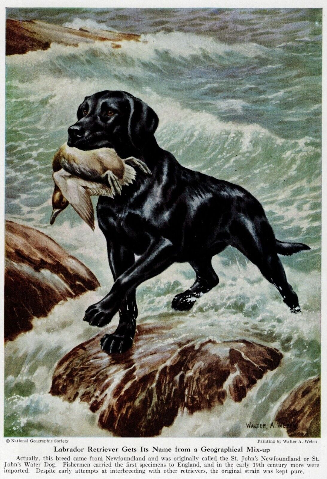 Black Labrador Retriever - CUSTOM MATTED - 1947 Vintage Color Dog Art Print