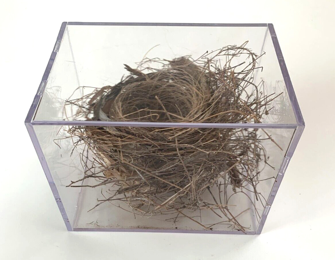 Genuine Natural Real Cardinal Bird Nest in Clear Plastic Box 7.25\