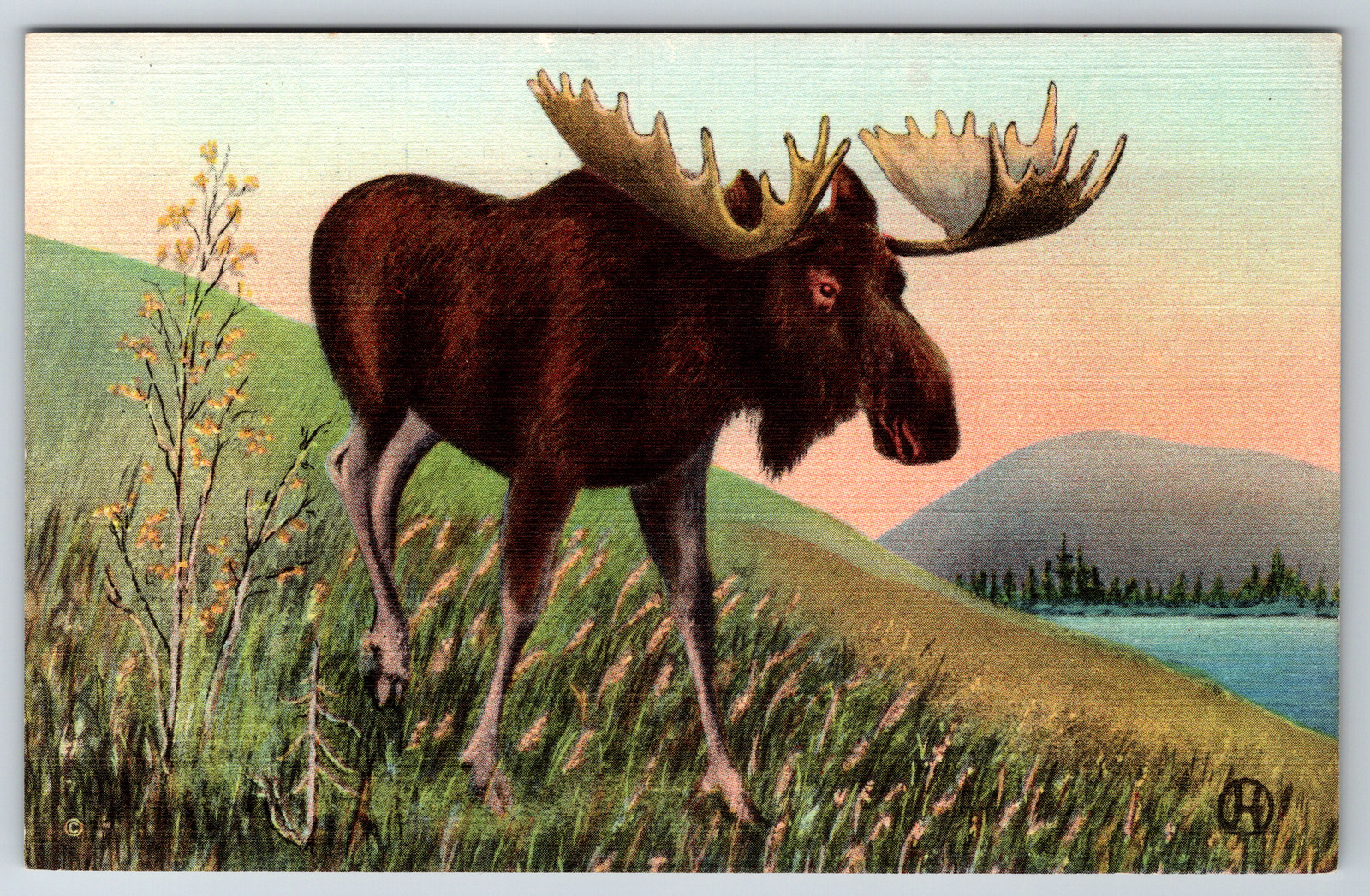 c1940s Alaskan Moose Alaska Wild Life Vintage Linen Postcard