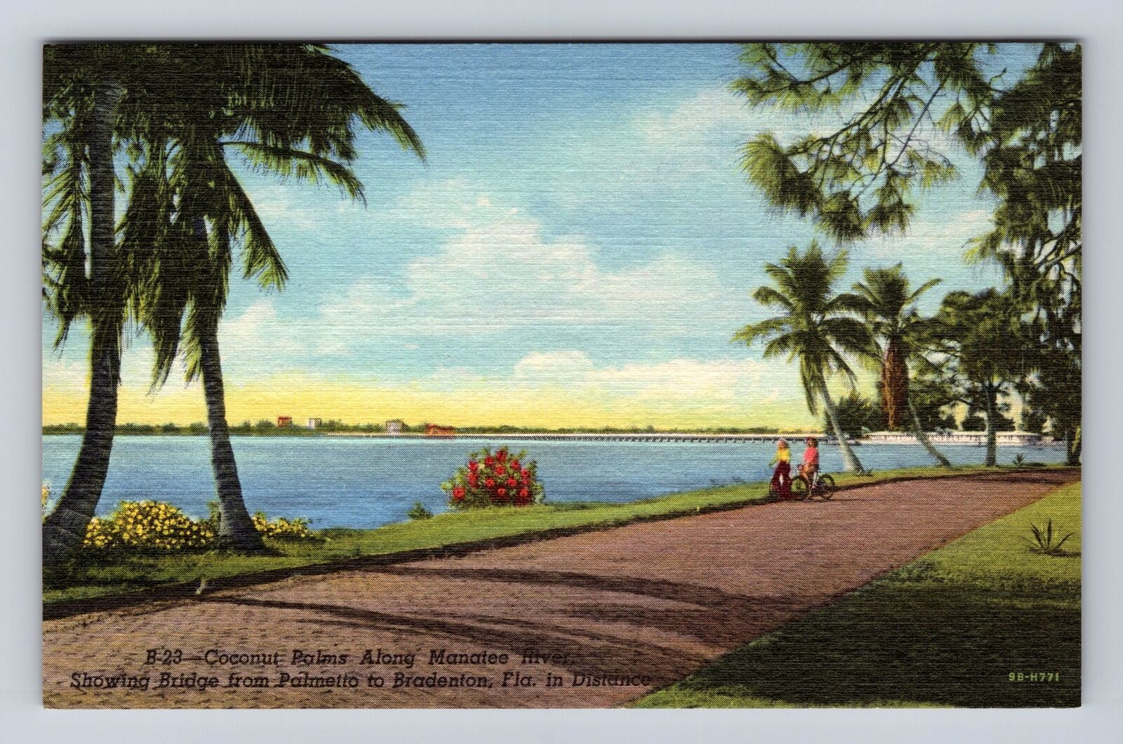 Bradenton FL-Florida, Coconut Palms Along Manatee River, Vintage Postcard