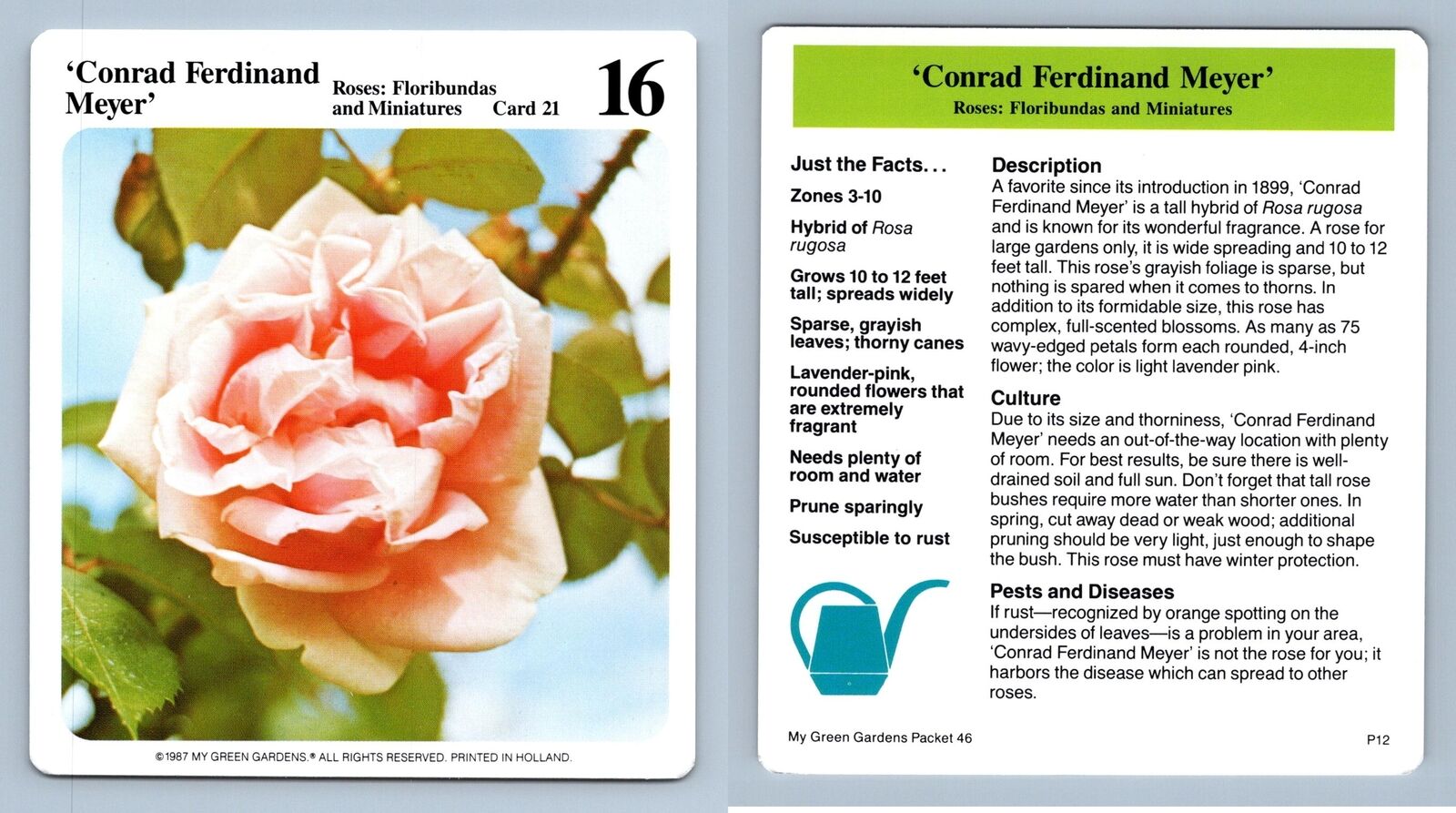 Conrad Ferdinand Meyer #21 Roses - My Green Gardens 1987 Cardmark Card
