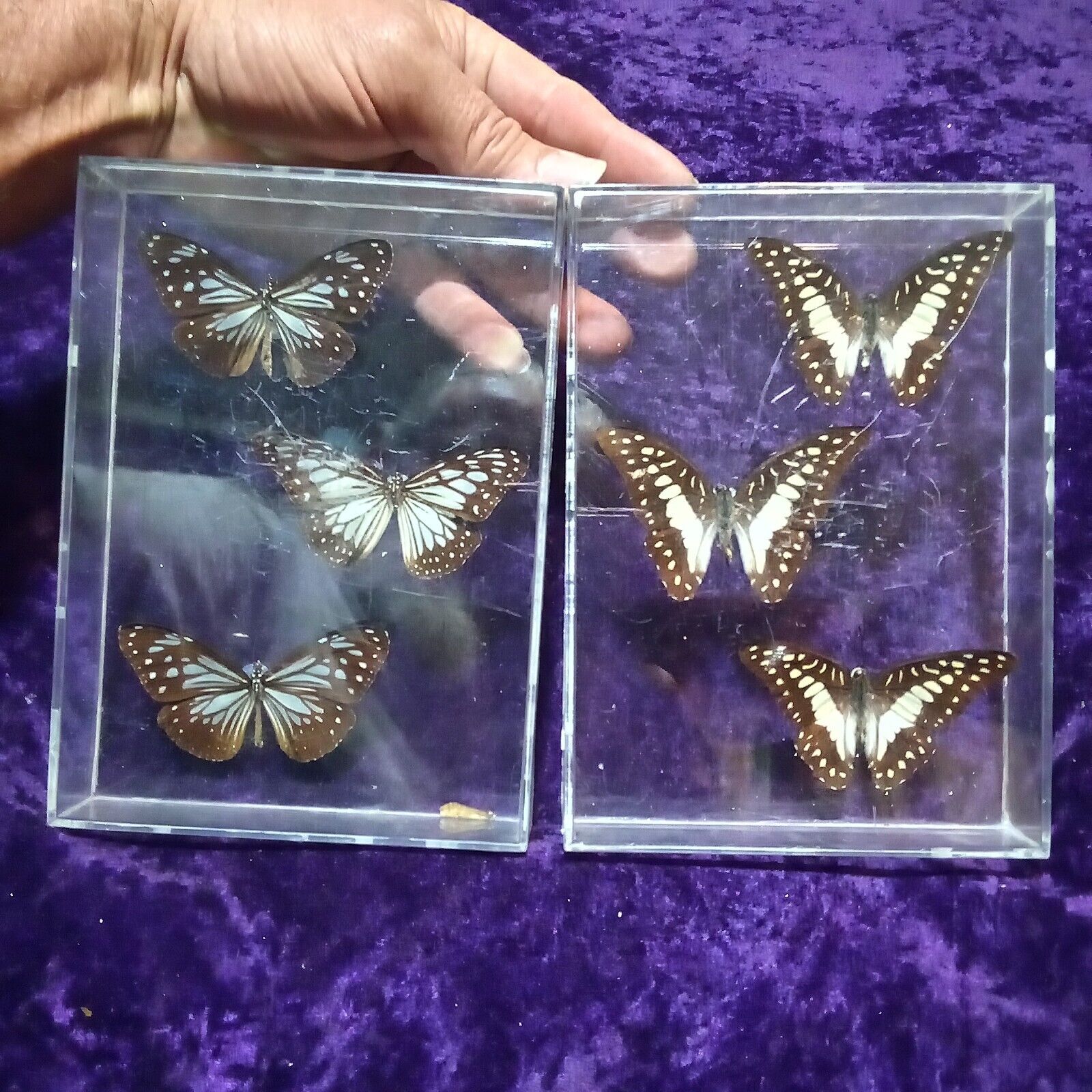 3 Graphium Meyeri Sulawesi  3 Danaus melanippus? Taxidermy Butterfly Art Boxes
