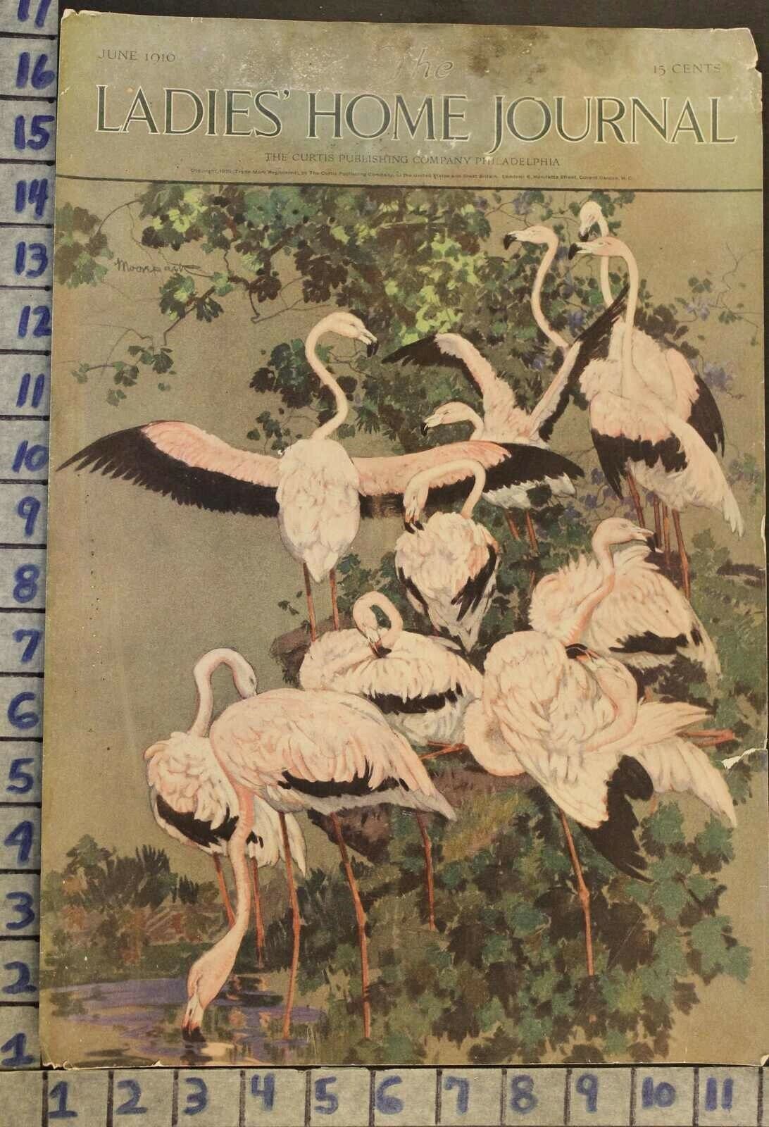 1916 ANIMAL BIRD FLAMINGO WATERFOWL WILDLIFE BIOLOGY ORNITHOLOGY COVER RI14