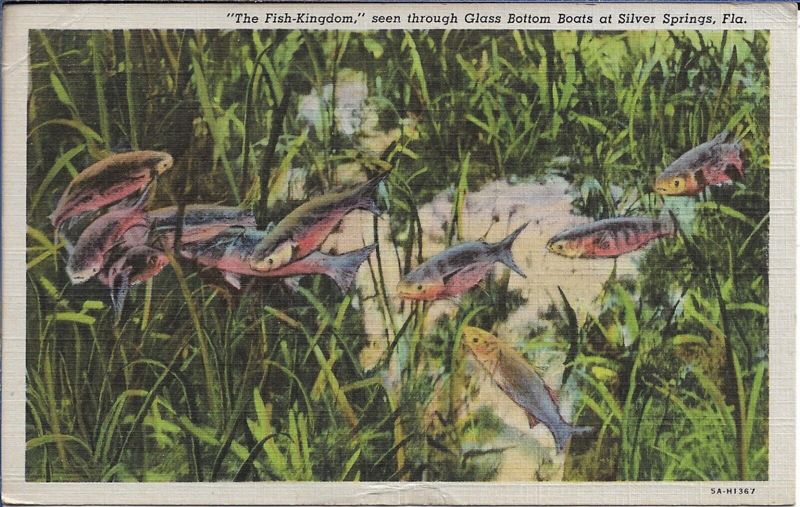Florida Postcard Silver Springs Linen Travel Vacation Curt Teich 1945 Posted