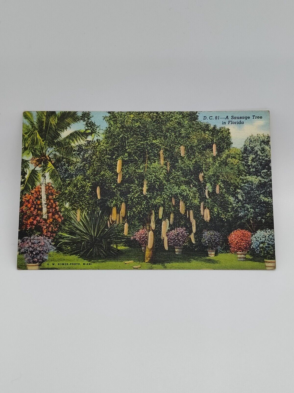 Vtg 1948 Riviera Gardens Florida Sausage Tree Linen Postcard B6