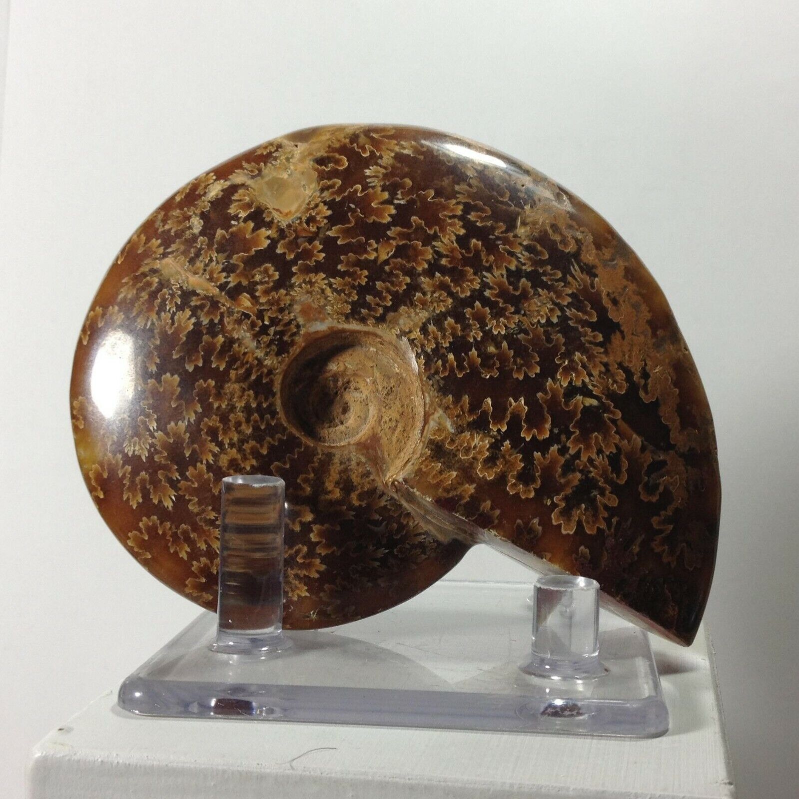 319 Gram 122mm Ammonite Ammolite Crystal Madagascar Iridescent Fossil Suture 4