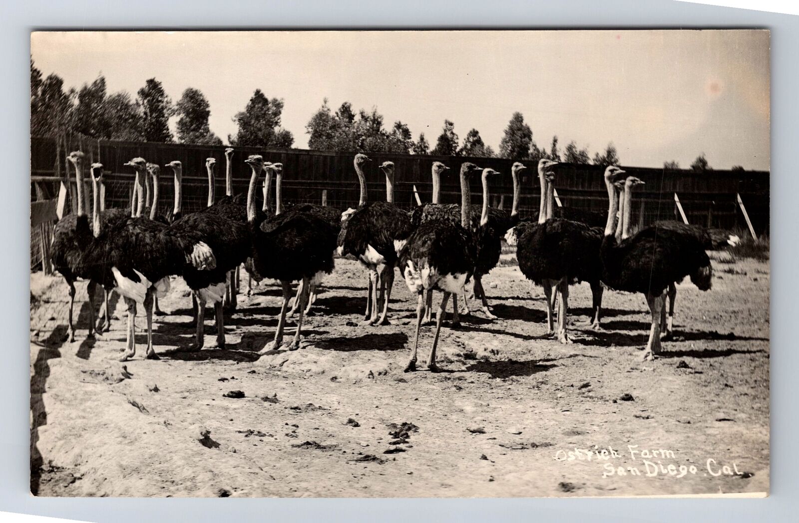 San Diego CA-California, Ostrich Farm, Antique, Vintage Postcard