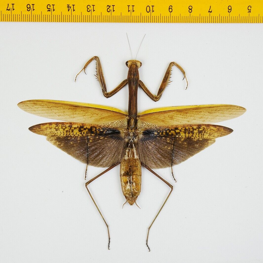 Mantidae - Praying MANTIS - Tenodera sp - Tapah Hills - MALAYSIA - 8601