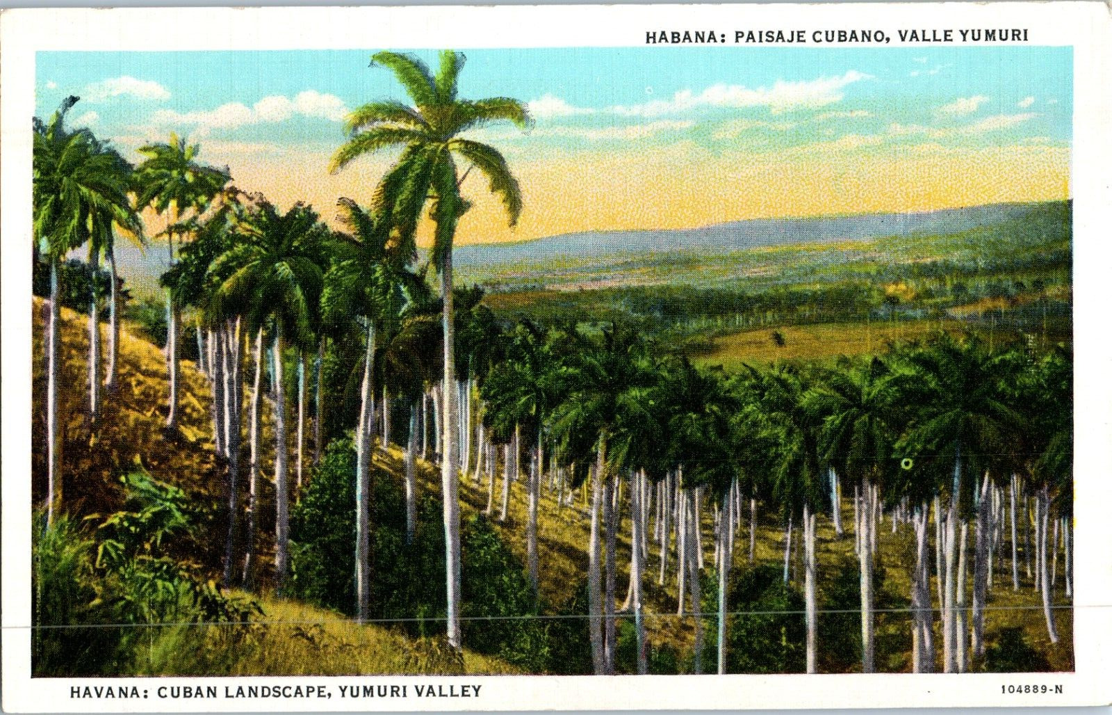 Yumuri Valley Havana Cuba Palm Trees White Border Postcard