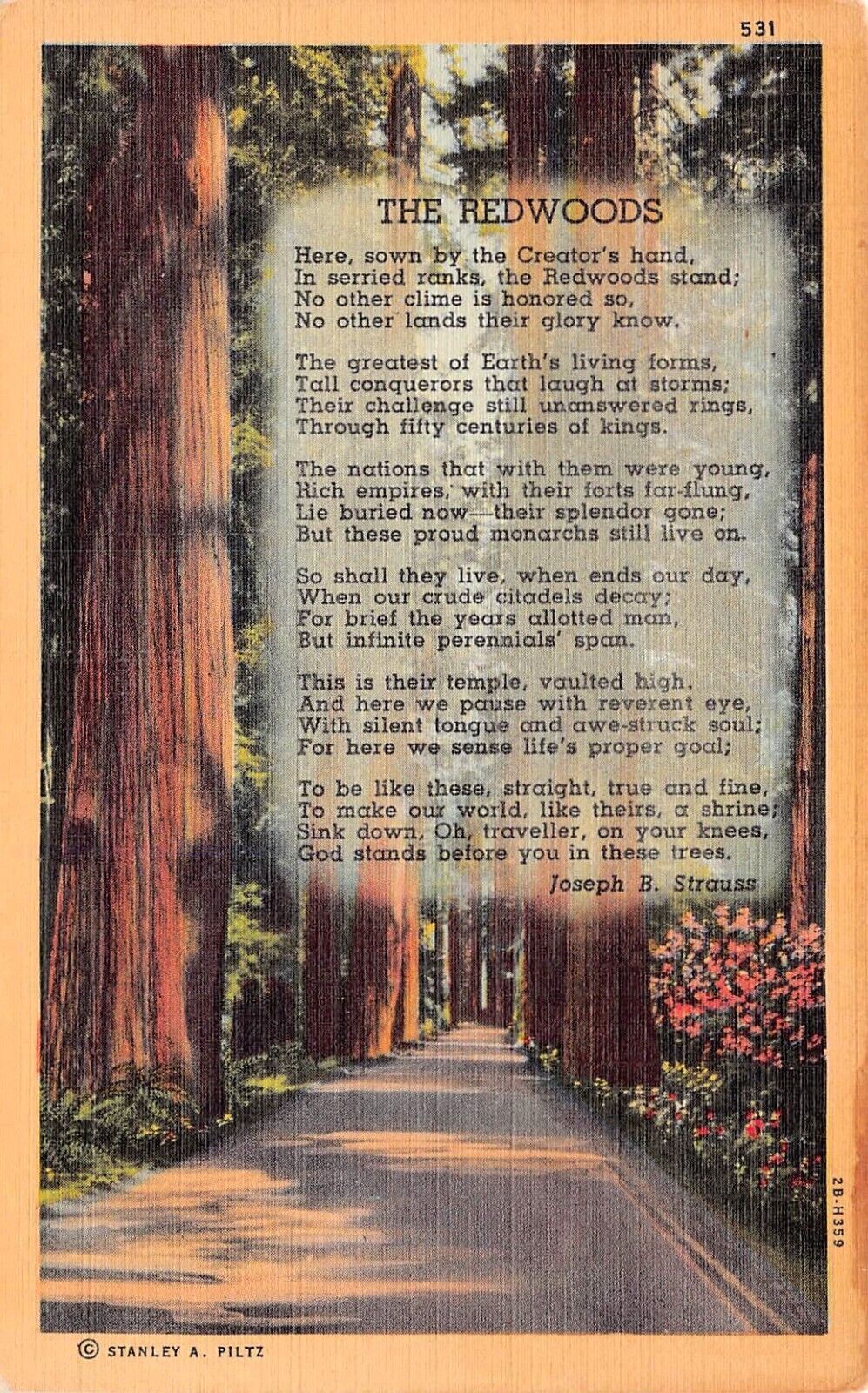 California Redwoods Giant Sequoia Trees Poem Joseph Strauss Vtg Postcard C63
