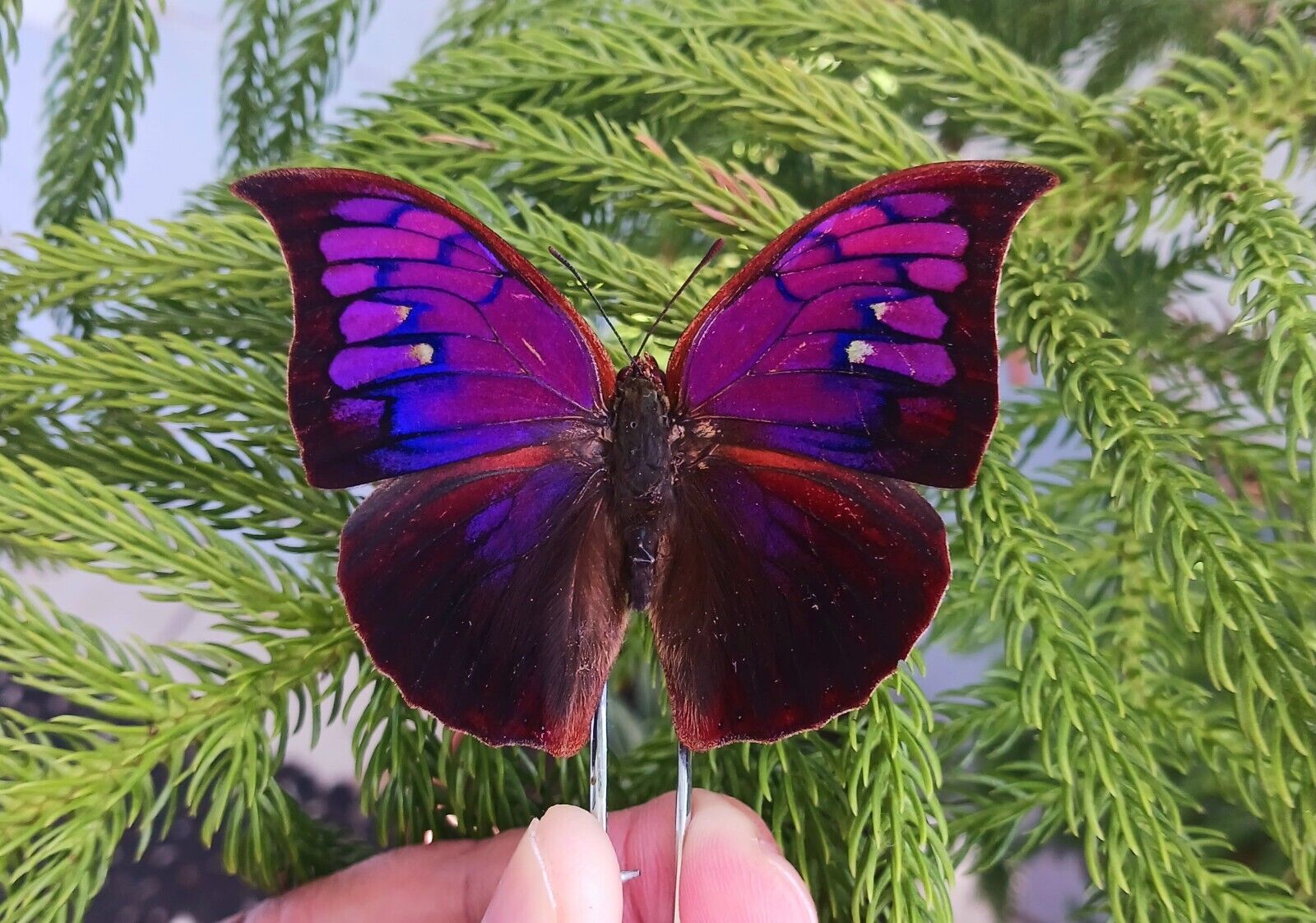 ANAEA TYRIANTHINA PURPLE A- RARE BUTTERFLY MOUNTED RIKER FRAMED NEW ARRIVAL