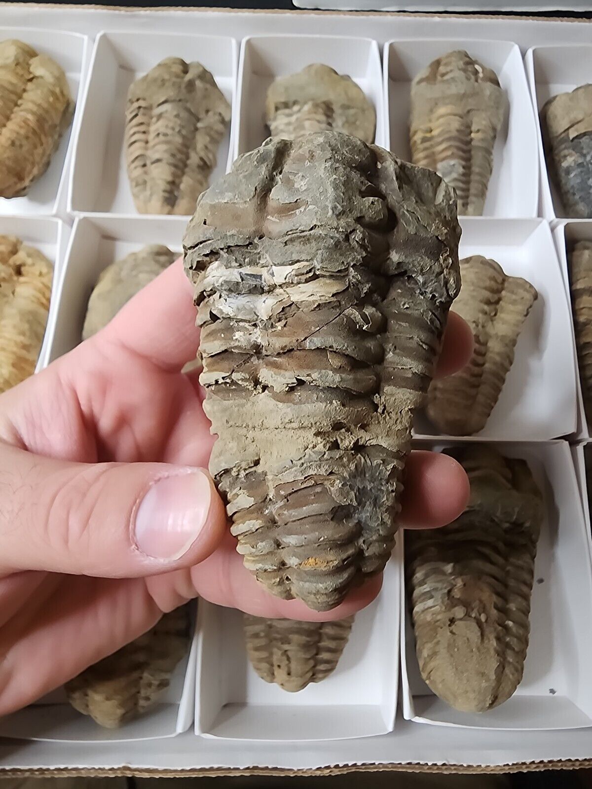 Flexicalymene Trilobite Fossil Specimen from Morocco 400 million years old