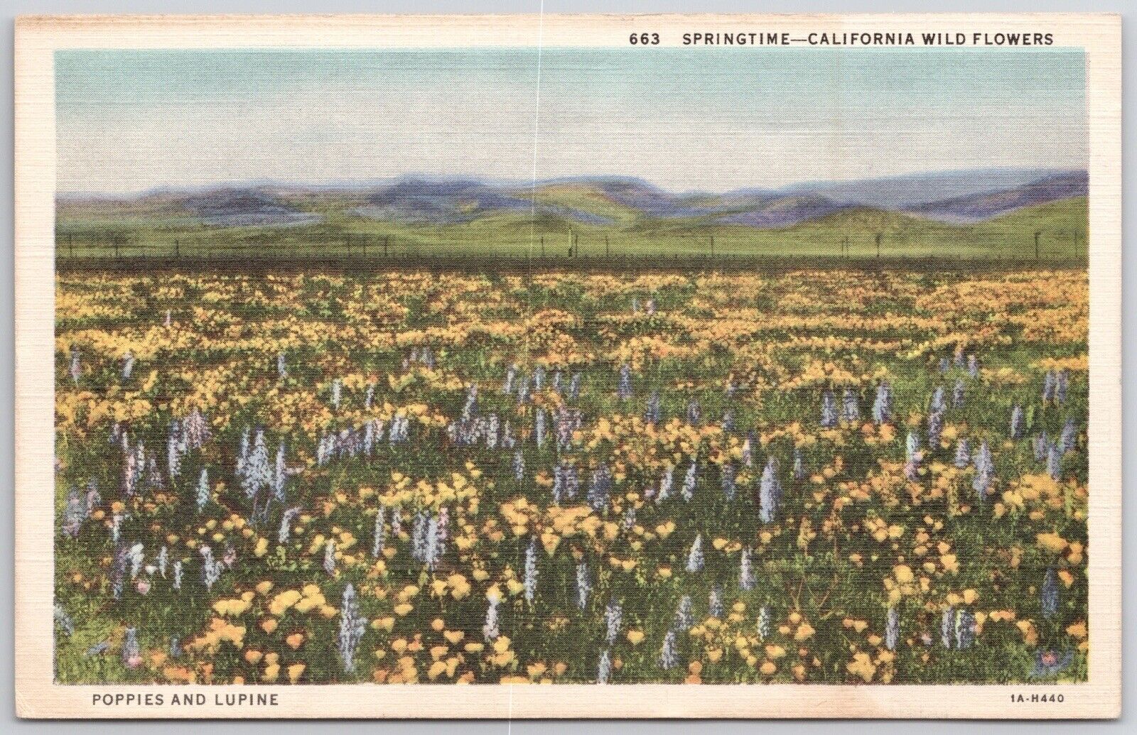 CA- California, Springtime Wildflowers, Poppies And Lupine Scenic Linen Postcard