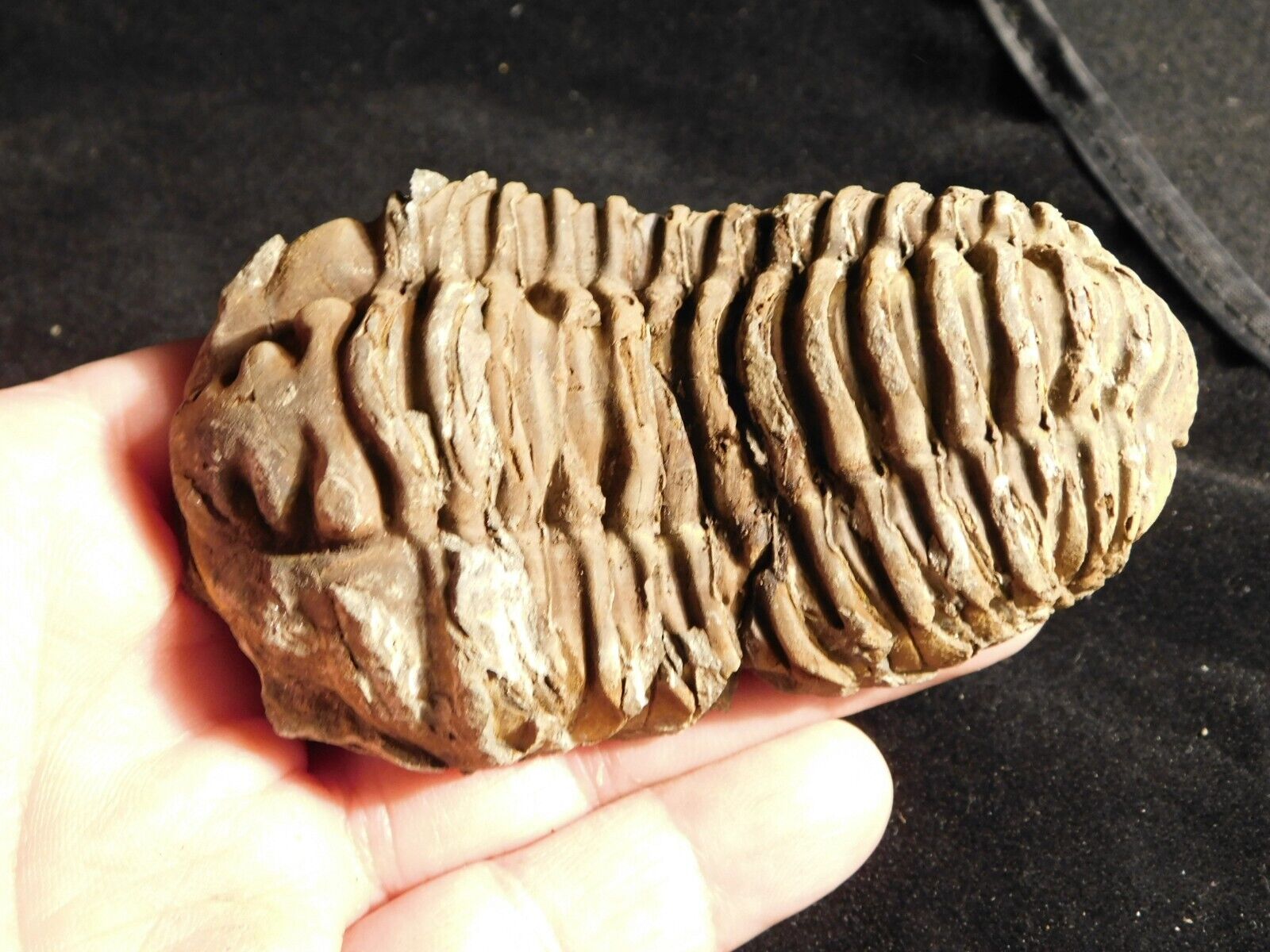 BIG 460 MILLION Year Old TRILOBITE Fossil From Morocco 167gr