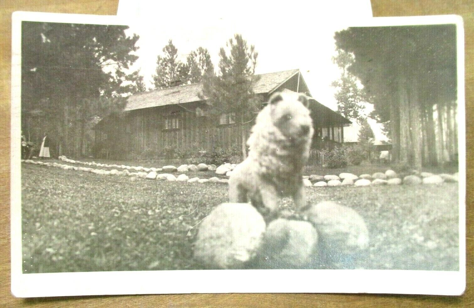 RPPC Halloween Small Dog in Lion Costume Sheridan Wyoming Post Card Antique 1921