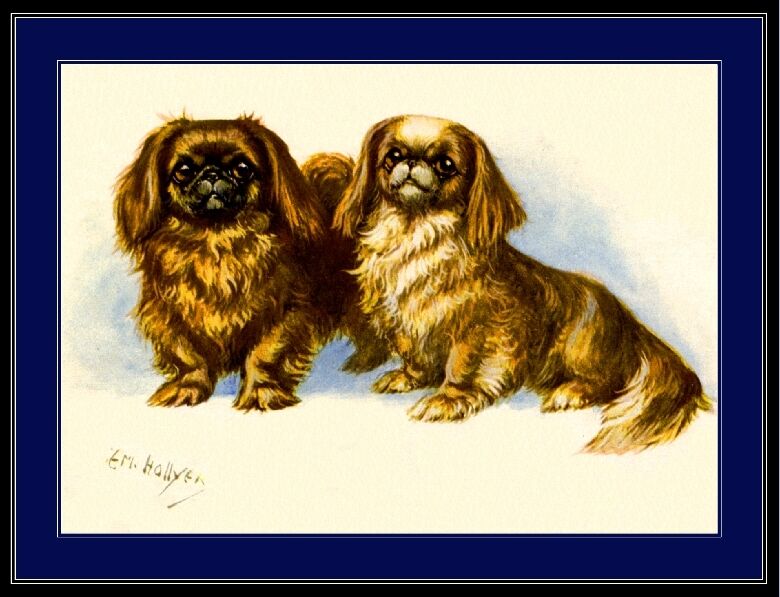 English Poster Vintage Print Pekingese Puppy Dogs Dog Puppies Art Picture