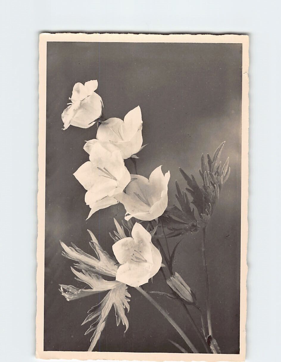 Postcard Beautiful Bellflowers