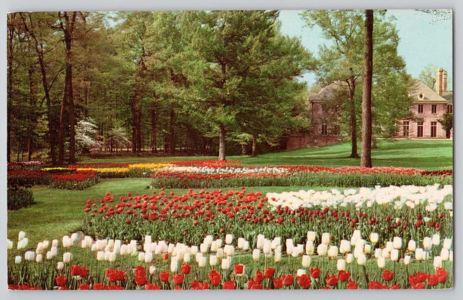 Kingwood Center Mansfield Ohio Postcard Spring Tulips Garden Chrome Postcard