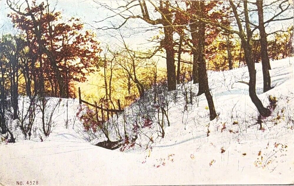 1915 Picture Postcard ~ Winter Scene In The Woods ~ #-5228