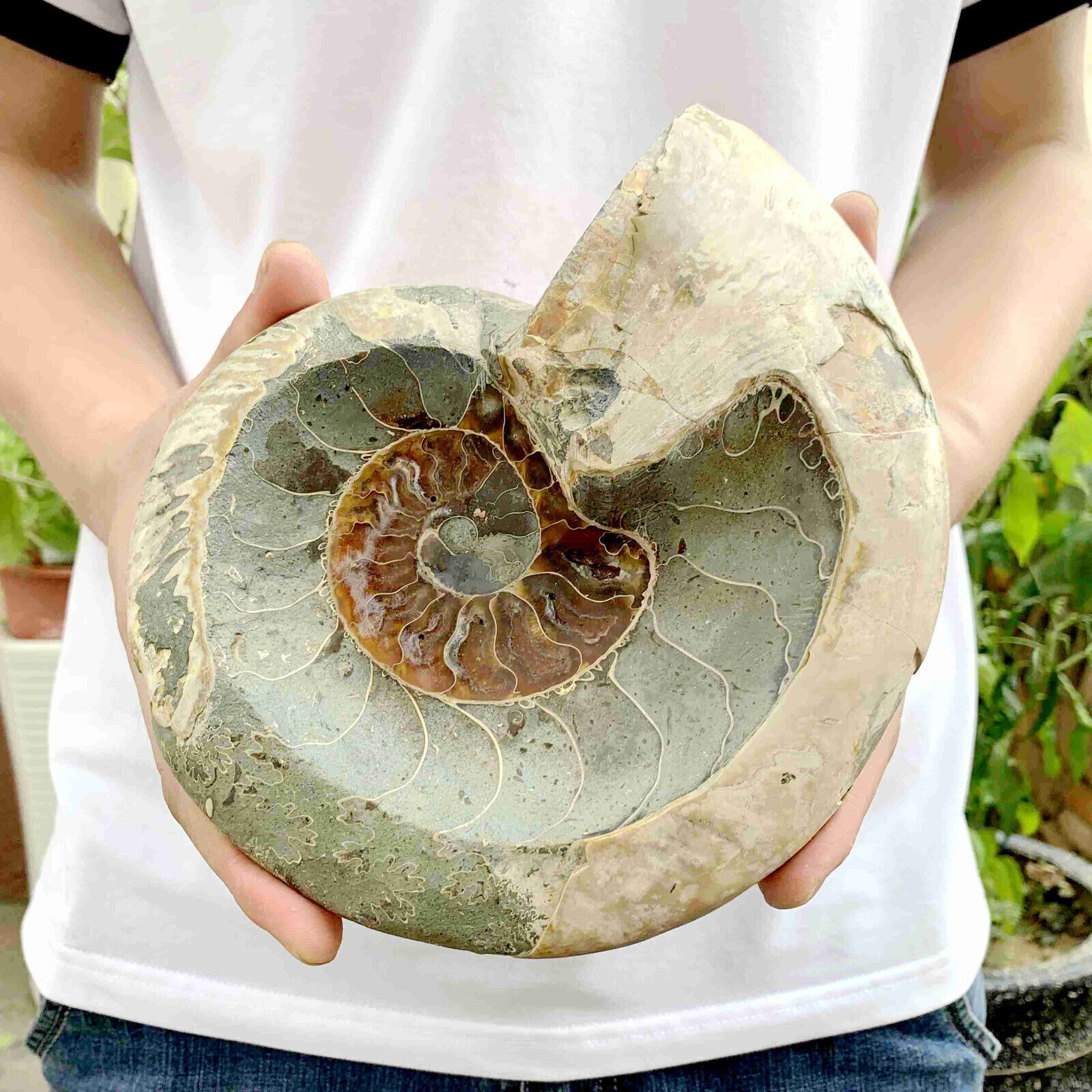 2.84LB Natural Ammonite Fossil Conch bowl Quartz Crystal Specimen decor