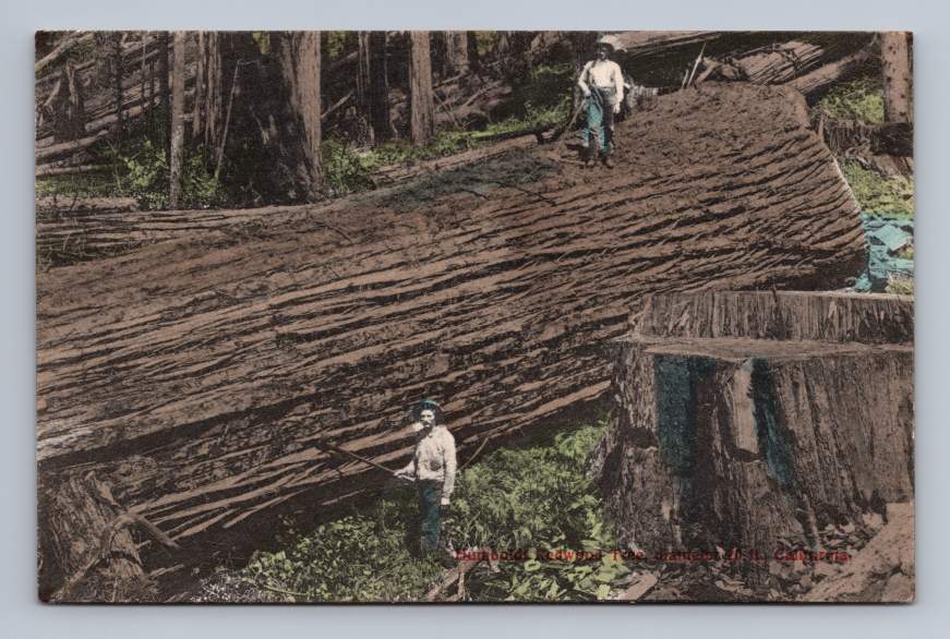 Humboldt Redwood \