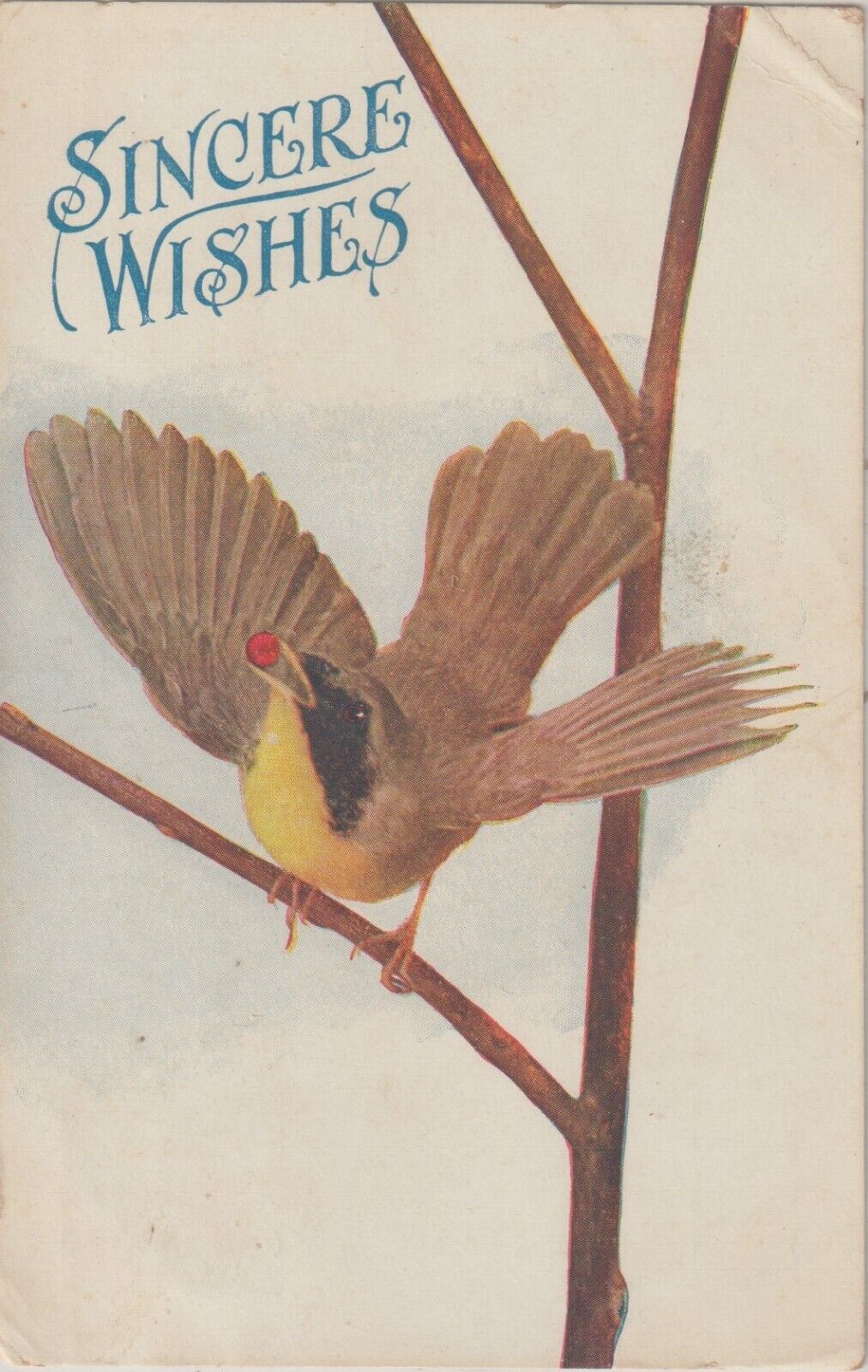 SINCERE WISHES, BIRD ON A BRANCH USED 1909 POST CARD