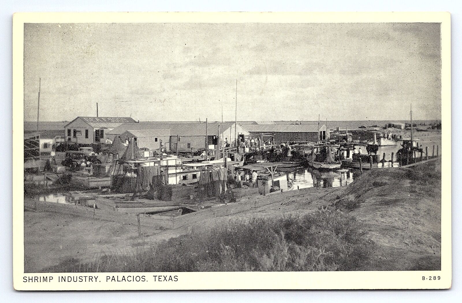 Postcard Shrimp Industry Palacios Texas B&W c.1937