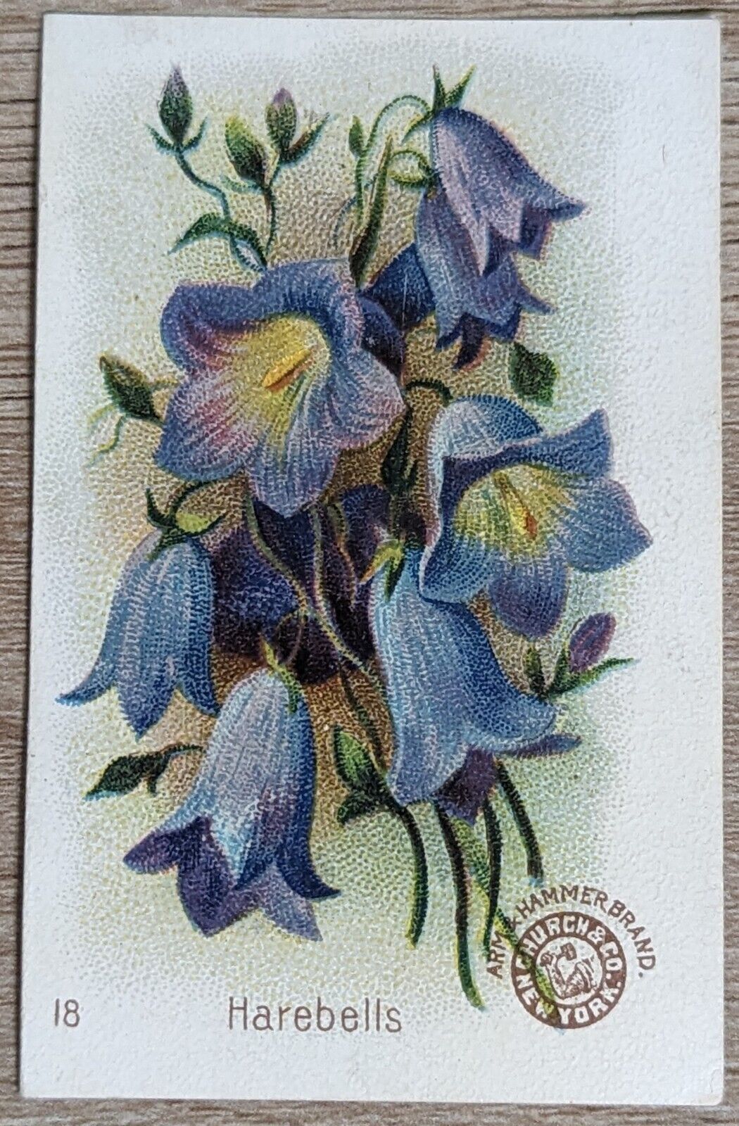 1895 AH800 Church & Co Arm & Hammer Beautiful Flowers Harebells Trade Card #18