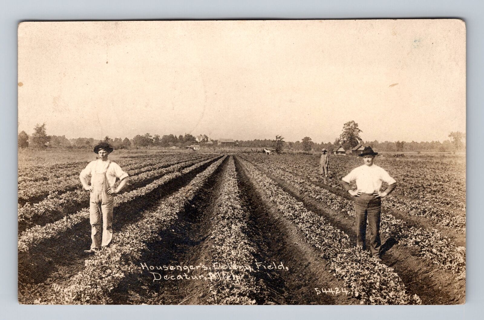 Decatur MI-Michigan, RPPC, Housenger's Celery Field, Souvenir Vintage Postcard