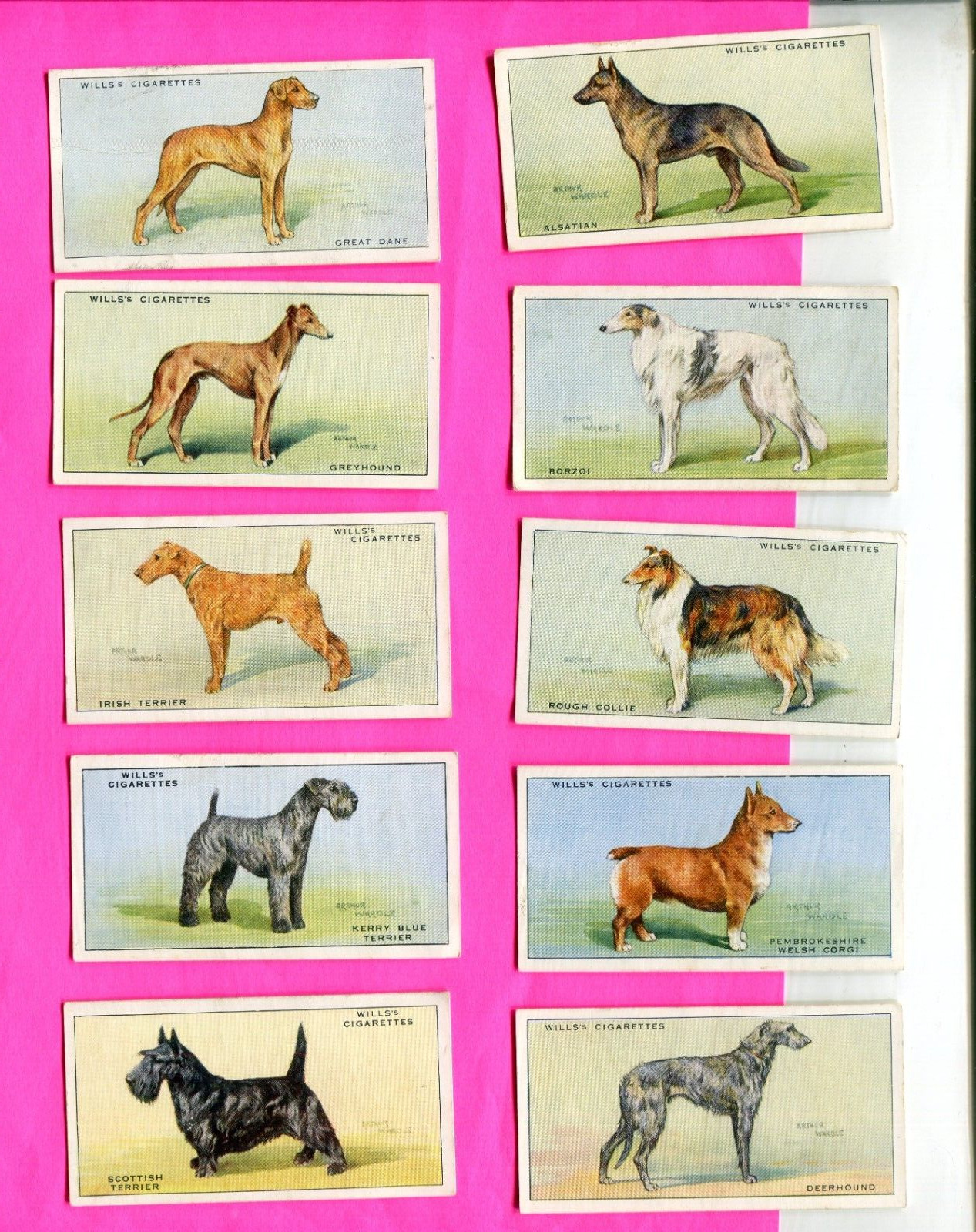 1937 W.D. & H.O. WILL'S CIGARETTES DOGS 10 DIFFERENT TOBACCO CARD LOT