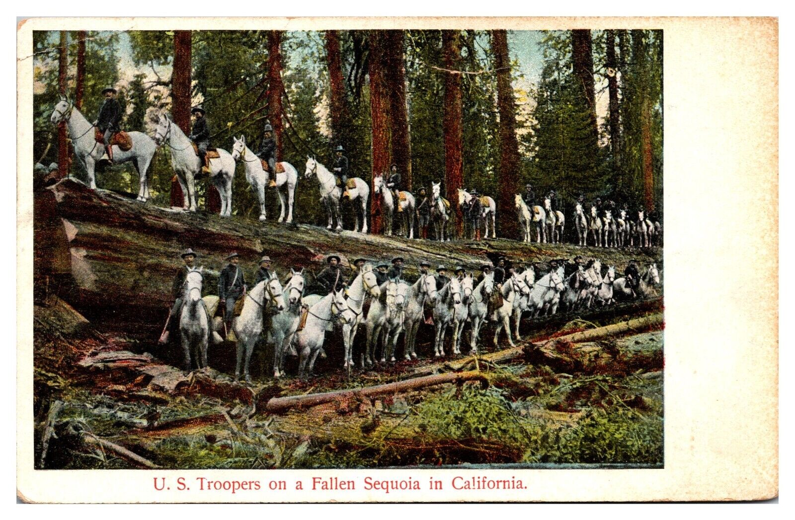 1908 U.S. Troopers on a Fallen Sequoia in California Postcard