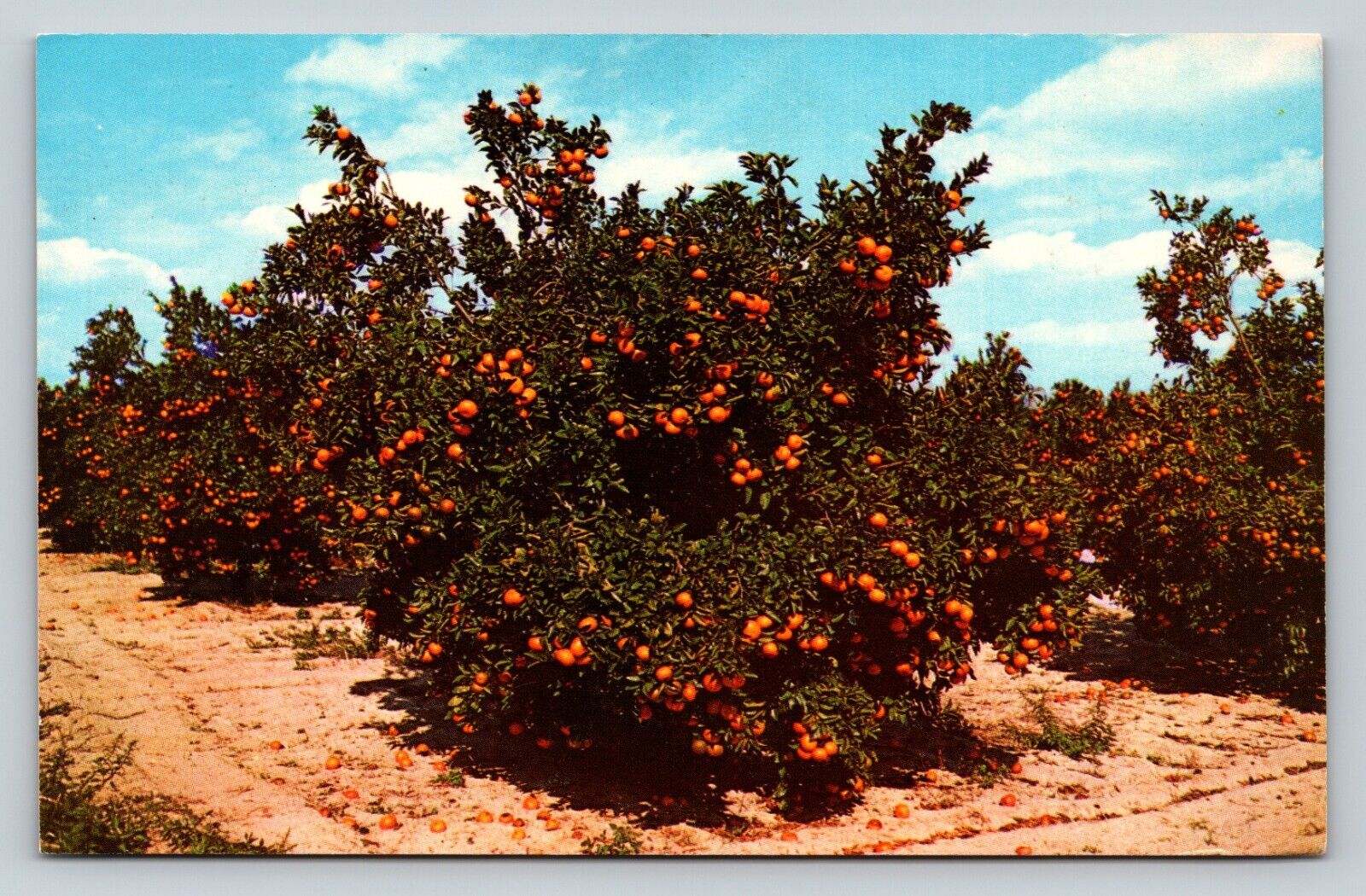 c1971 Beautiful Orange Groves In Central Florida VINTAGE Postcard 5c