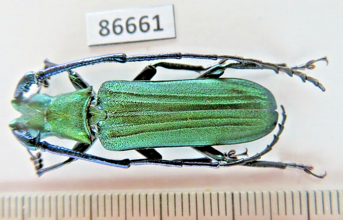 86661****Cerambycidae. Vietnam North*****