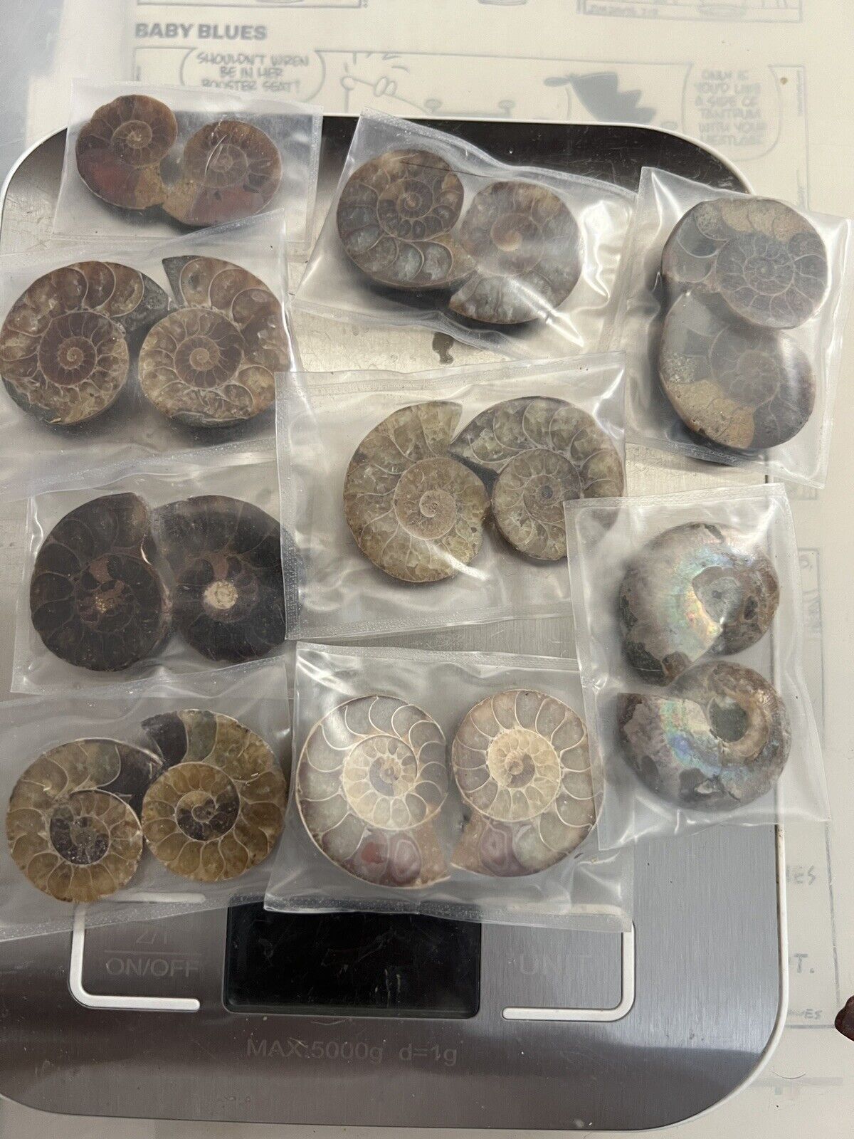 Lot Of people 9 Ammonite Fossil pairs Beautiful Specimens h