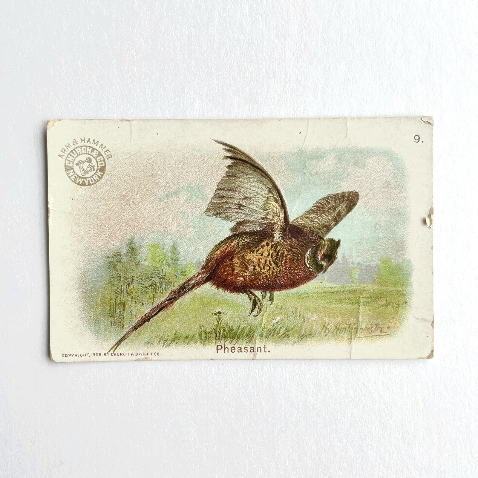 1908 PHEASANT Bird Series Arm & Hammer Trade Card No 9