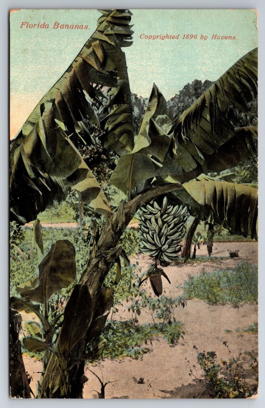 Vintage Postcard FL Florida Bananas c1890 -433