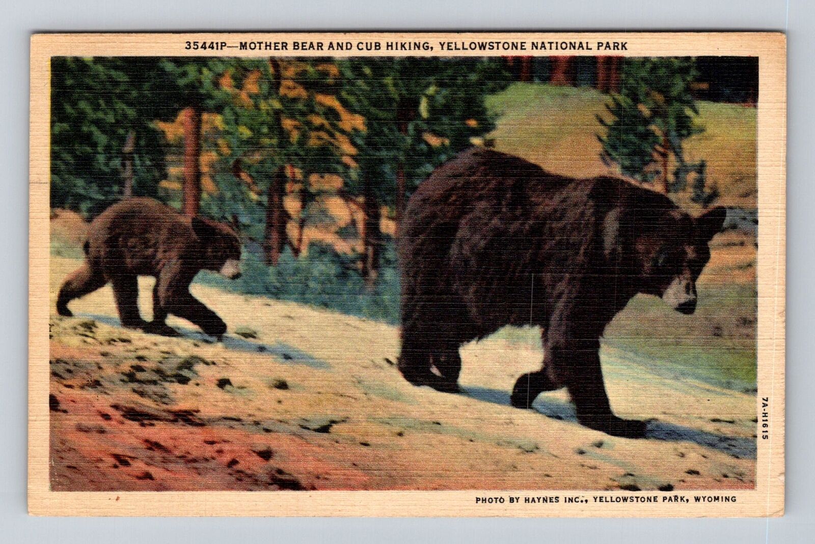 Yellowstone National Park, Mother Bear Cub Series #35441P Vintage c1949 Postcard