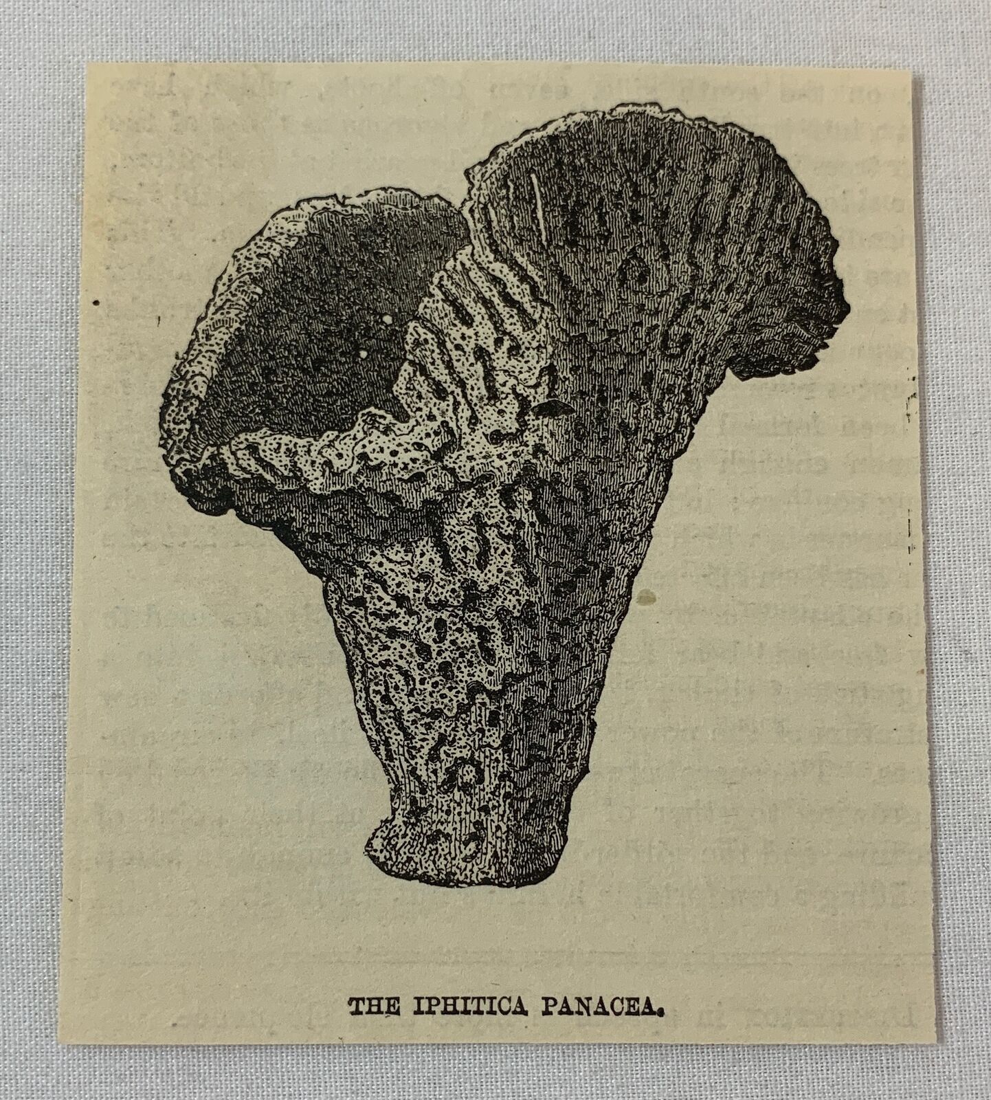 1883 small magazine engraving ~ THE IPHITICA PANACEA Sea Sponge