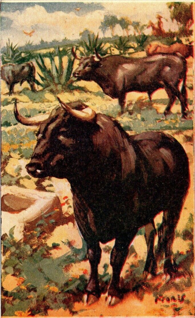vintage postcard advertisement BULL FIGHT Nogales, Sonora, Bull Ring Mexico