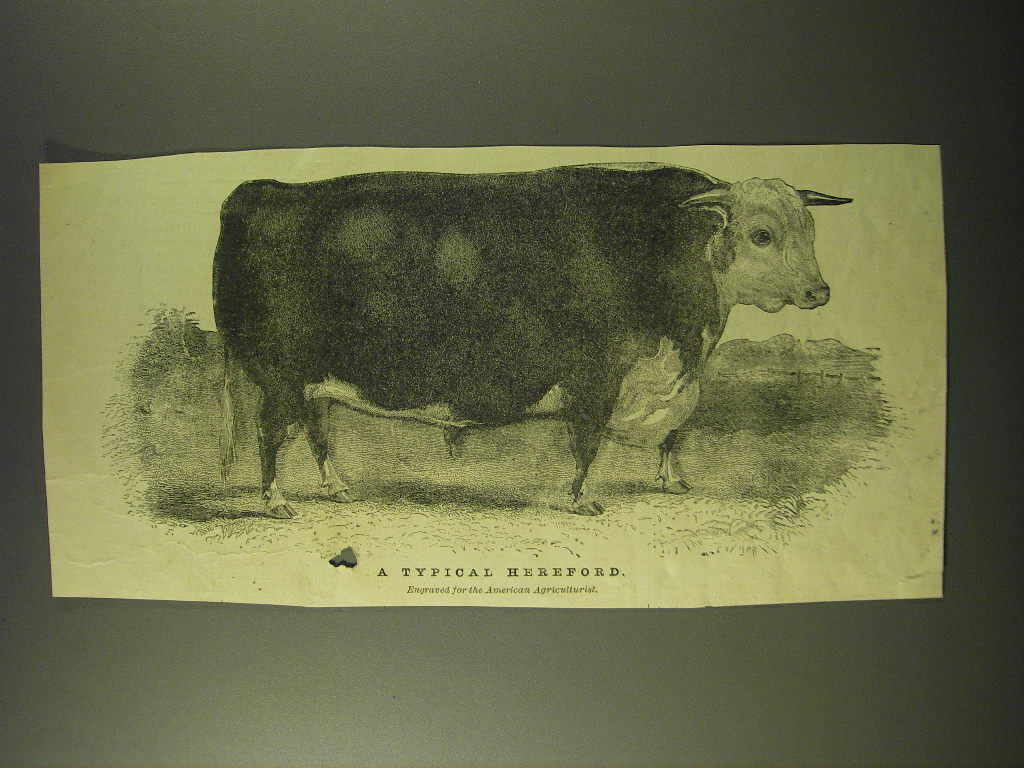 1887 Illustration of A typical Hereford Cow