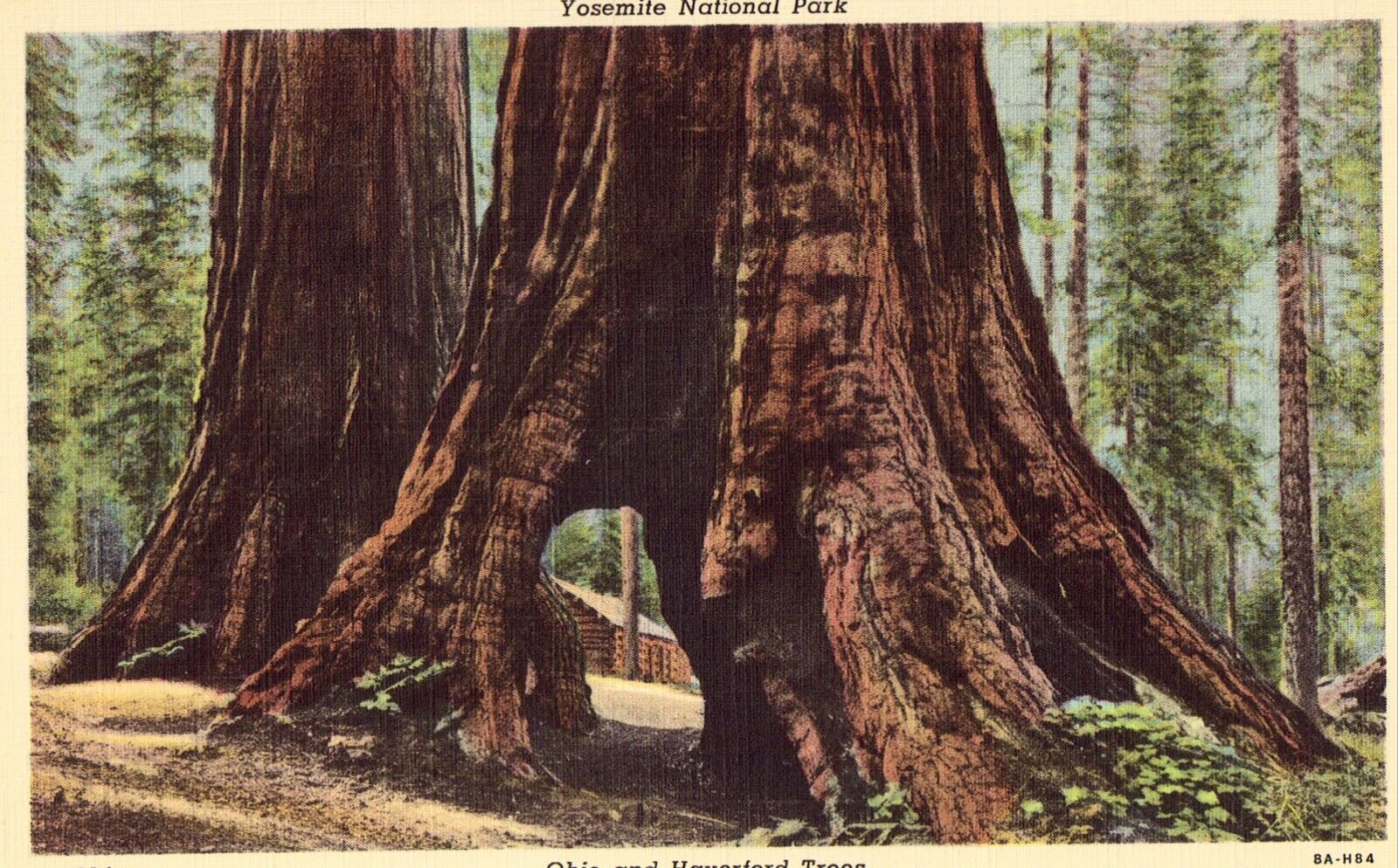 Linen Postcard - Ohio and Haverford Trees -Yosemite National Park