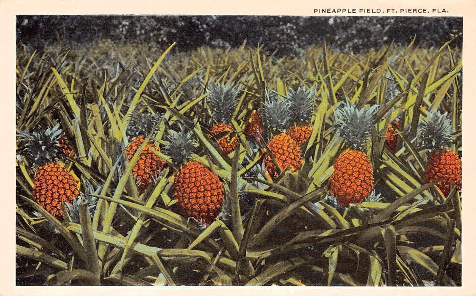 Ft Fort Pierce FL Florida Pineapple Plantation Farm Grove Vtg Postcard D16
