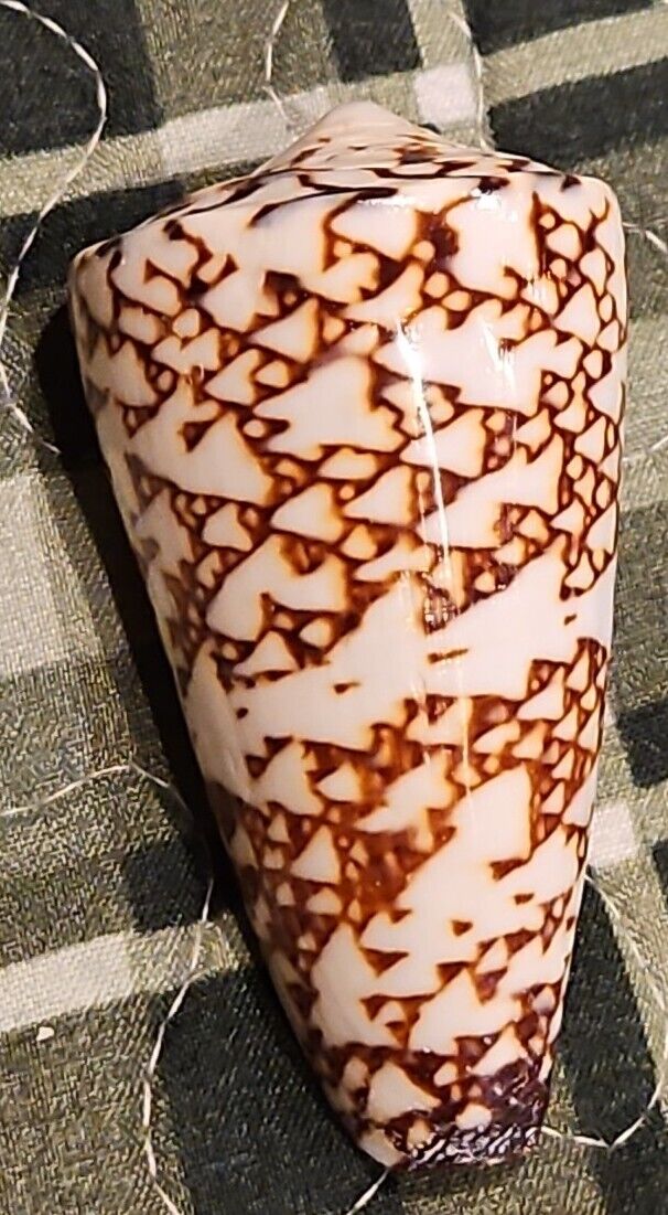 Conus omaria f. viperinus  nice  selected pattern  collection 