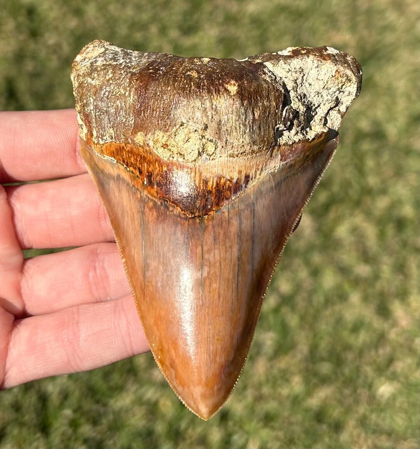 COLORFUL Indonesian Megalodon Tooth HUGE 4” Natural Fossil Shark Tooth Indonesia
